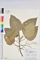 藏品(紅頭鐵莧、蘭嶼鐵莧)的圖片