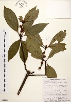 藏品(五掌楠)的圖片