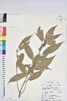 藏品(狹葉櫟)的圖片