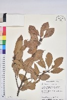 藏品(赤柯、赤椆、森氏櫟)的圖片