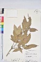 藏品(狹葉櫟)的圖片