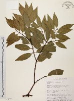 藏品(山肉桂、台灣肉桂)的圖片