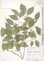 藏品(石朴)的圖片