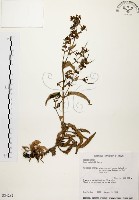 藏品(旋莢木)的圖片