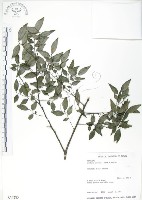 藏品(櫸、雞油)的圖片