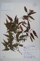 藏品(阿里山千金榆)的圖片