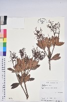 藏品(臺灣馬醉木)的圖片