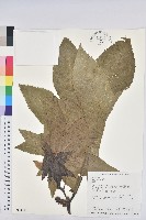 藏品(蓖麻)的圖片