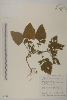 藏品(茯苓菜)的圖片