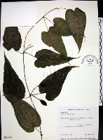 藏品(百部)的圖片