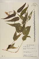 藏品(塔山澤蘭)的圖片