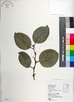 藏品(柿葉茶茱萸)的圖片