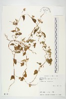 藏品(娥房藤)的圖片