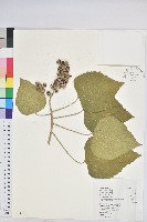 藏品(蟲屎)的圖片