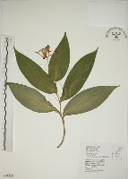 藏品(臺灣油點草)的圖片