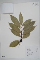 藏品(鷹爪花)的圖片