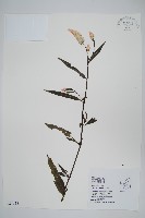 藏品(青葙)的圖片