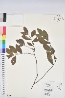 藏品(土密樹)的圖片