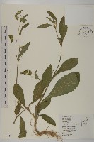 藏品(地膽草、毛蓮菜)的圖片