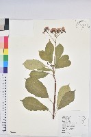 藏品(琴葉櫻)的圖片