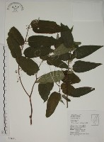 藏品(山黃麻)的圖片