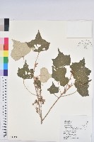 藏品(台灣白匏子)的圖片