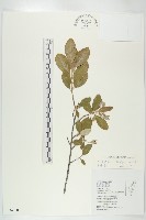 藏品(大橋胡頹子)的圖片