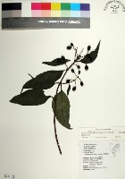 藏品(台北玉葉金花)的圖片