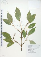 藏品(樟葉槭, 飛蛾子樹)的圖片