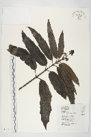 藏品(桃葉珊瑚)的圖片