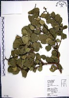 藏品(烏柑仔)的圖片