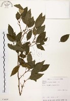 藏品(石苓舅)的圖片