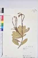 藏品(蘭嶼土沉香)的圖片