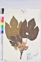 藏品(廣東油桐、皺桐)的圖片