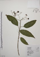 藏品(大青)的圖片