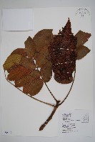 藏品(羅氏鹽膚木、埔鹽)的圖片