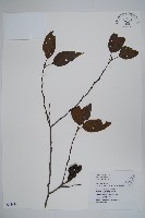 藏品(臺灣赤楊、臺灣榿木)的圖片