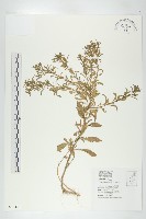 藏品(獨行菜)的圖片