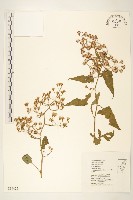 藏品(蔓黃菀)的圖片