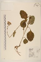 藏品(黃花三七草)的圖片