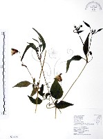 藏品(小木通)的圖片