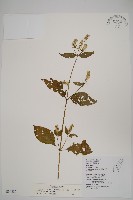 藏品(日本牛膝)的圖片