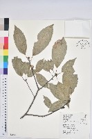 藏品(青剛櫟、鐵椆)的圖片