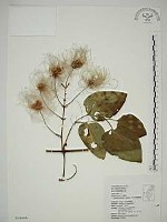 藏品(田代氏鐵線蓮)的圖片