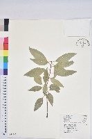 藏品(圓果青剛櫟)的圖片