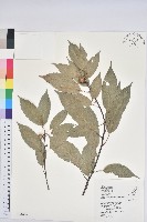 藏品(青剛櫟、鐵椆)的圖片