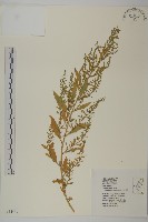 藏品(臭杏、土荊芥)的圖片