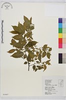 藏品(桶鉤藤)的圖片