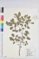 藏品(多花油柑、白仔)的圖片