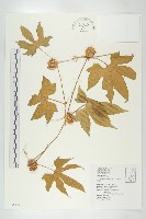 藏品(雙輪瓜)的圖片